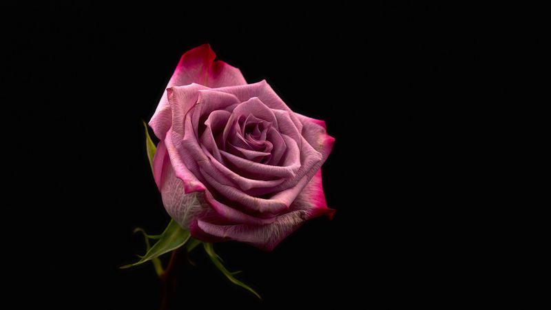 rose, bud, pink, dark background, 4k