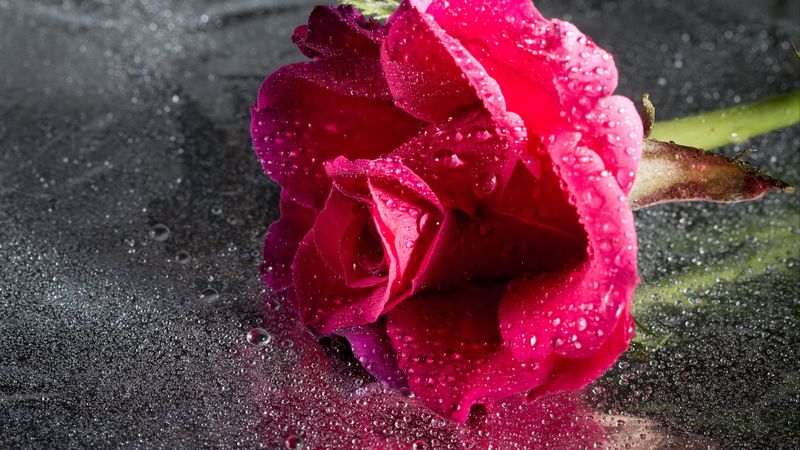 rose, drops, pink, flower, close-up, 4k