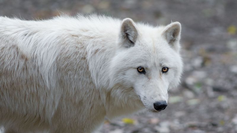 wolf, predator, white, view, 4k