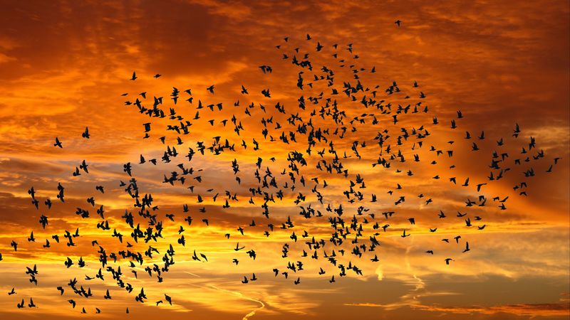 birds, silhouettes, sky, flight, sunset, clouds, 4k