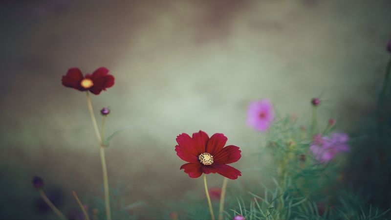 cosmos, flower, close-up, field, 4k