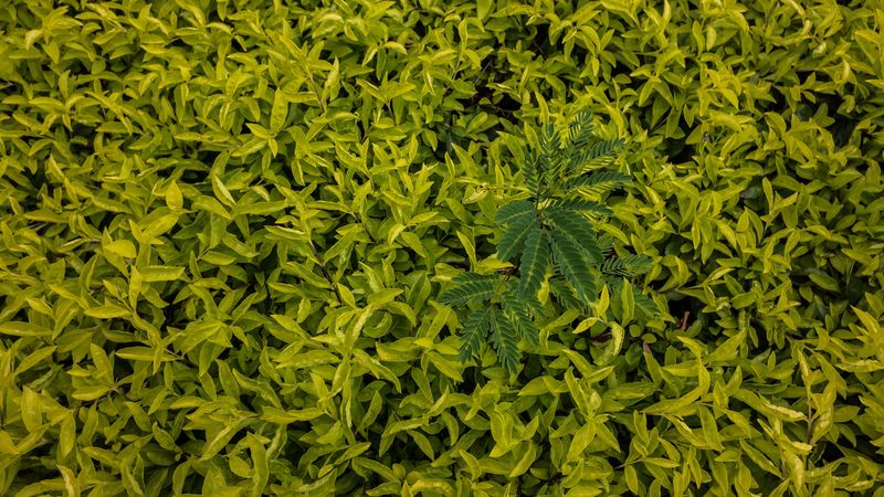 leaves, green, grass, shape, 4k