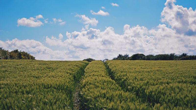 field, summer, sky, plants, green, 4k
