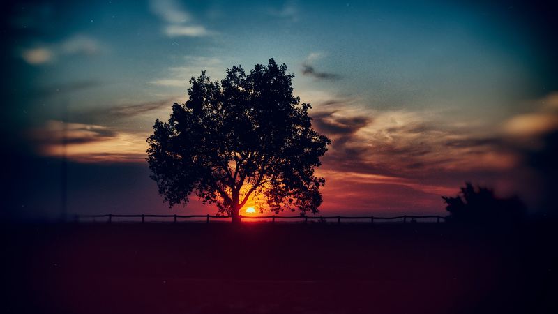 tree, sunset, clouds, sky, horizon, 4k