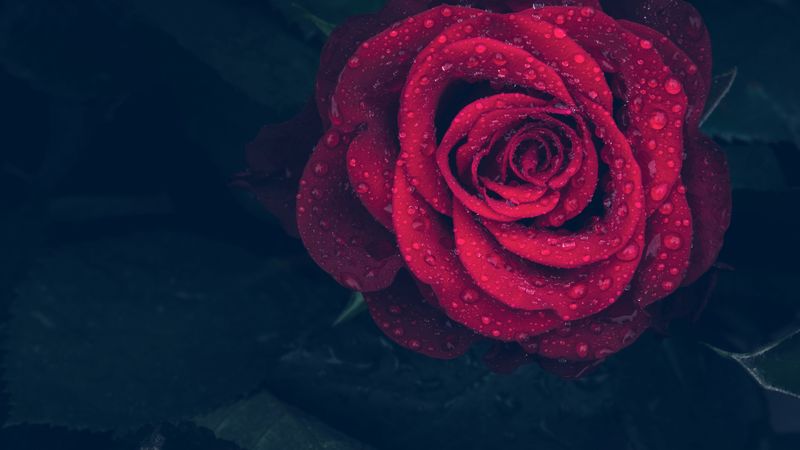 rose, red, drops, close-up, 4k