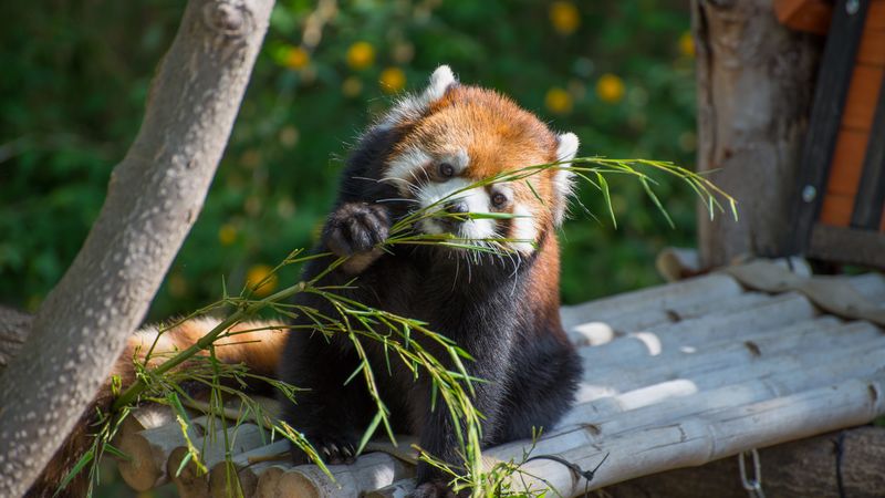 red panda, cute, branch, bamboo, 4k