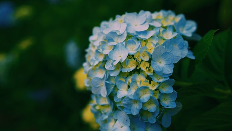hydrangea, close-up, petals, light, blur, 4k