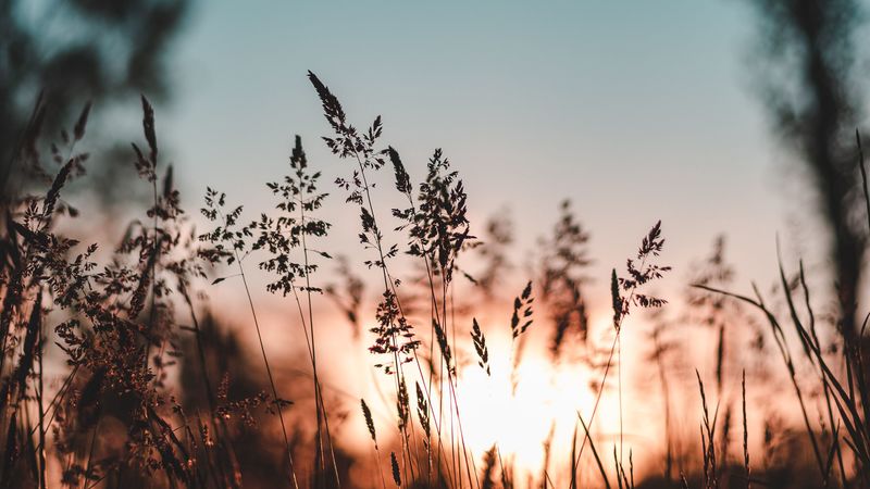 ear, sunset, grass, evening, 4k