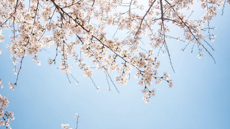 branch, bloom, flowers, sky, 4k