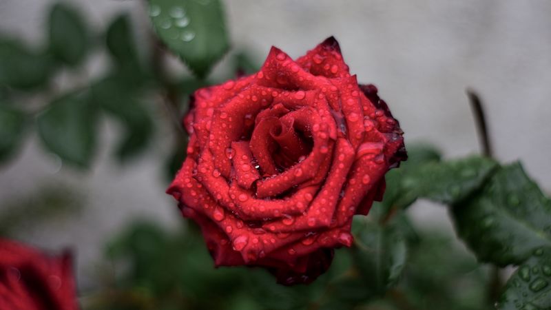 rose, drops, red, bud, 4k