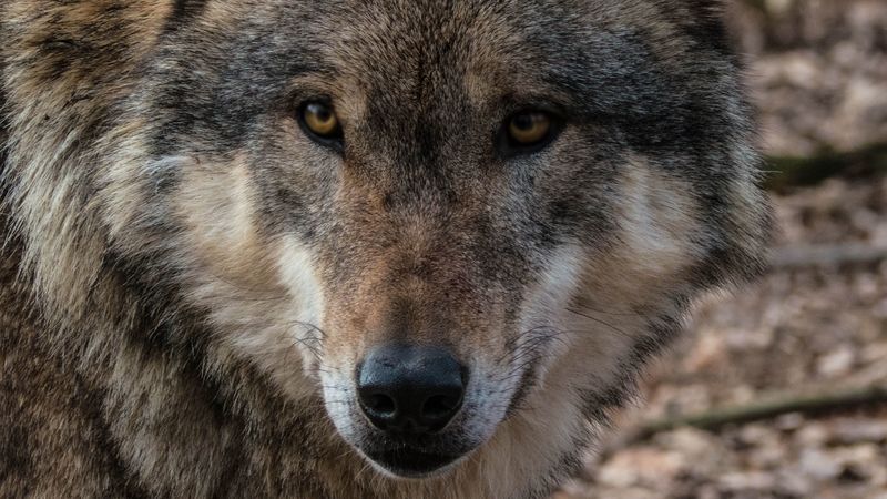 wolf, muzzle, predator, look, wildlife, 4k