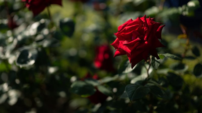 rose, red, bud, blur, flowerbed, 4k