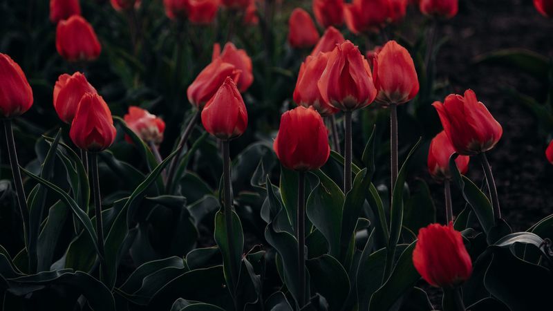 tulips, red, blooming, flowerbed, 4k