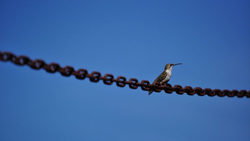kiwi, bird, sky, 4k