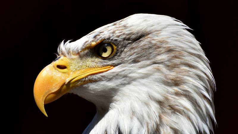 bald eagle, eagle, beak, predator, bird, 4k
