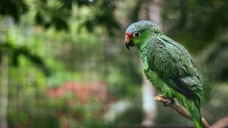 parrot, colorful, bird, branch, 4k