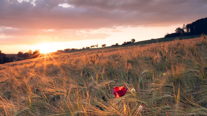 poppy, rays, ears, vast, horizon, 4k