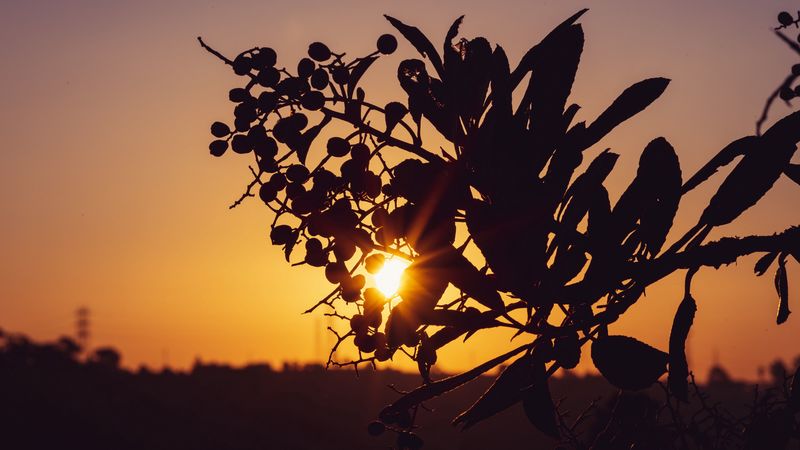 the sun, rays, branch, sunset, 4k