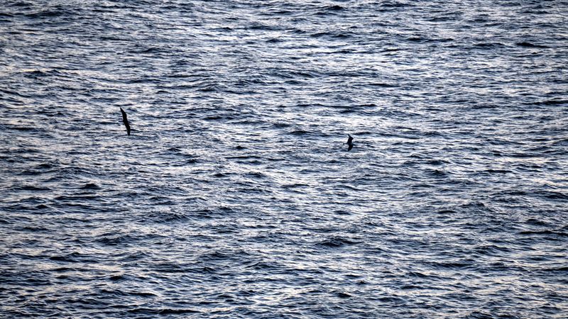 bird, sea, flight, 4k
