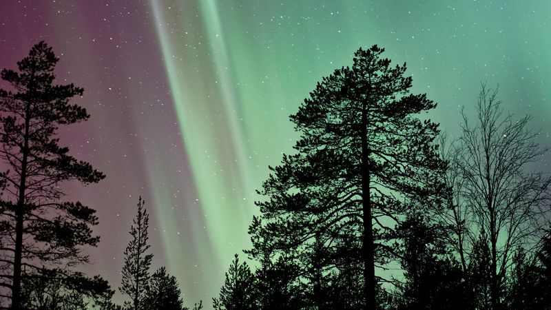 starry sky, the trees, northern lights, 4k