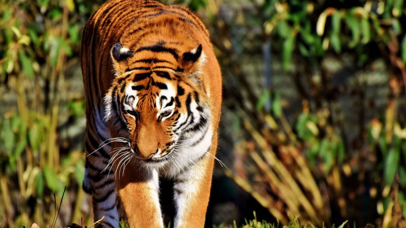 tiger, predator, big cat, walk, 4k