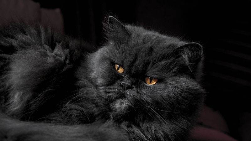 cat, furry, gray, 4k