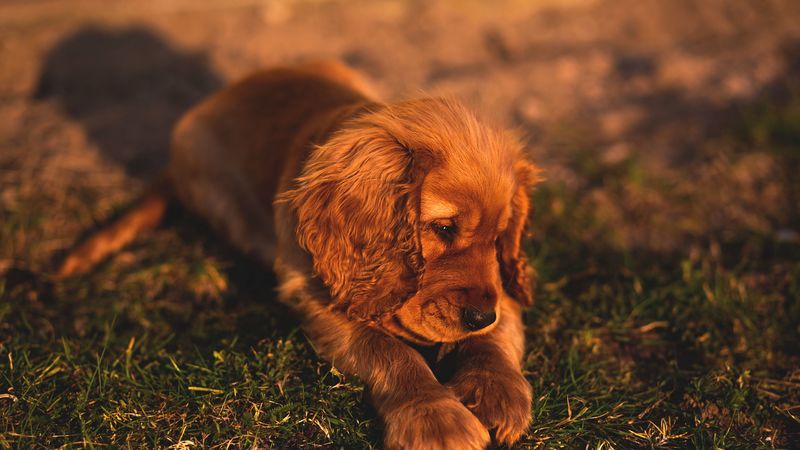english cocker spaniel, puppy, dog, lies, grass, 4k