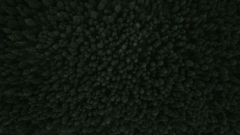 trees, forest, top view, green, 4k