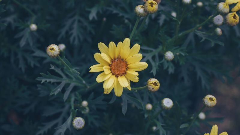 flower, yellow, flower bed, blur, 4k