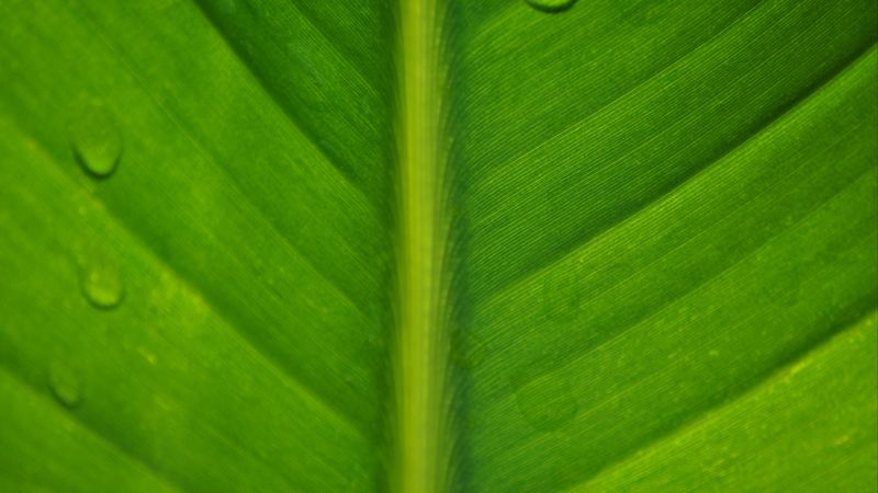 leaf, macro, drops, 4k