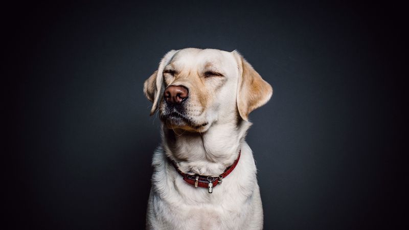 labrador, dog, collar, 4k