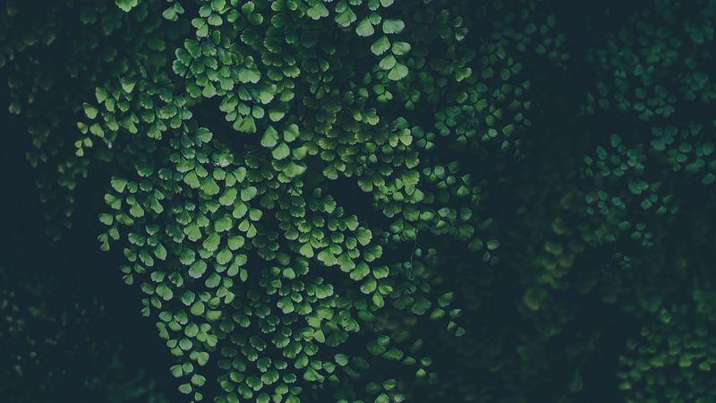 leaves, green, plant, blur, 4k