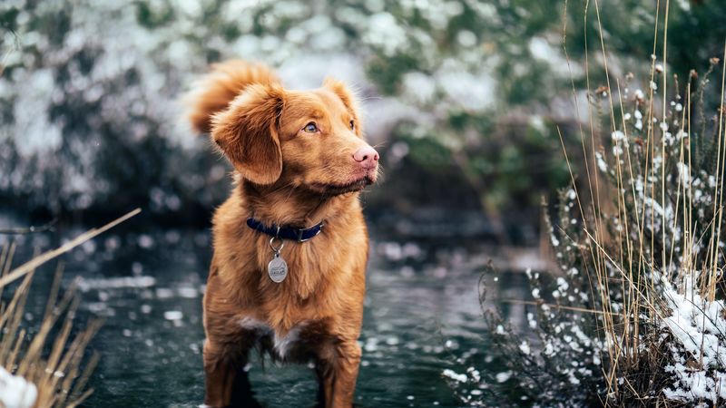 dog, water, walk, collar, 4k