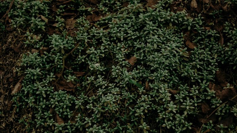 plant, foliage, grass, green, 4k