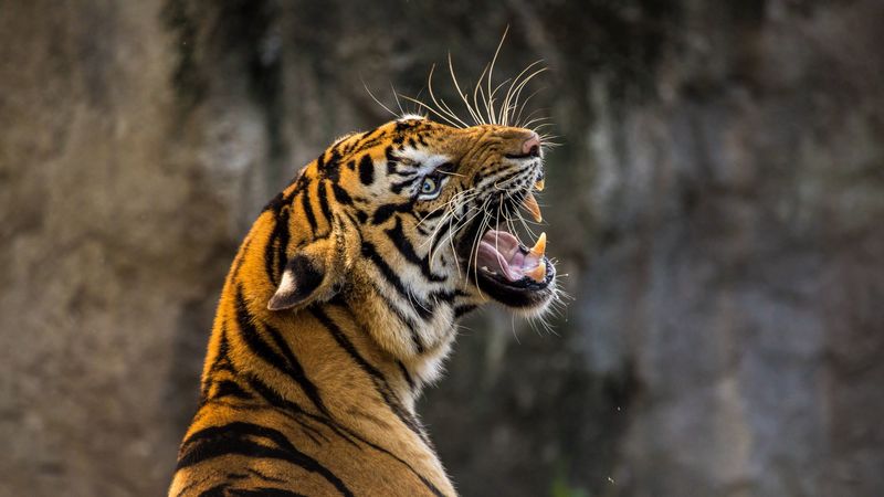 tiger, predator, grin, fangs, 4k
