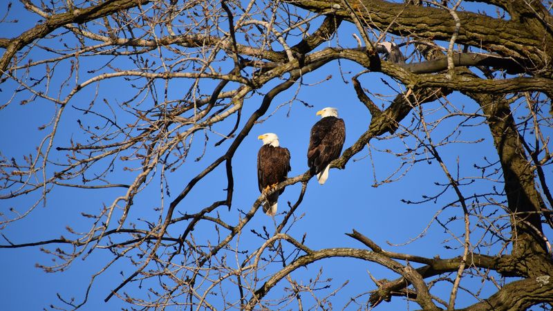 eagle, birds, branches, 4k