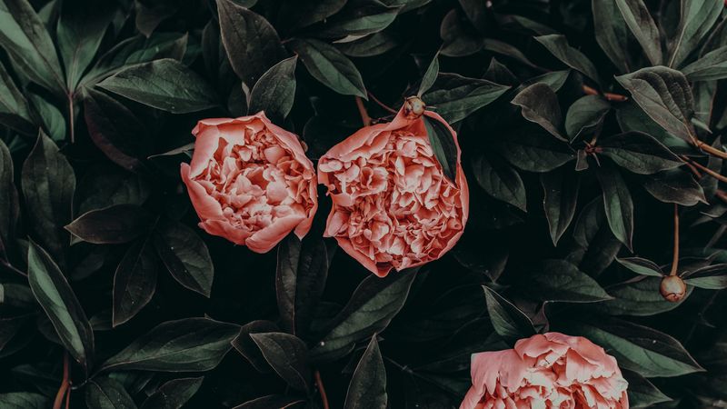 peonies, flowers, leaves, petals, 4k