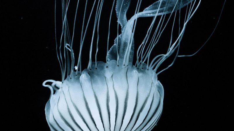 jellyfish, tentacles, underwater world, stripes, 4k