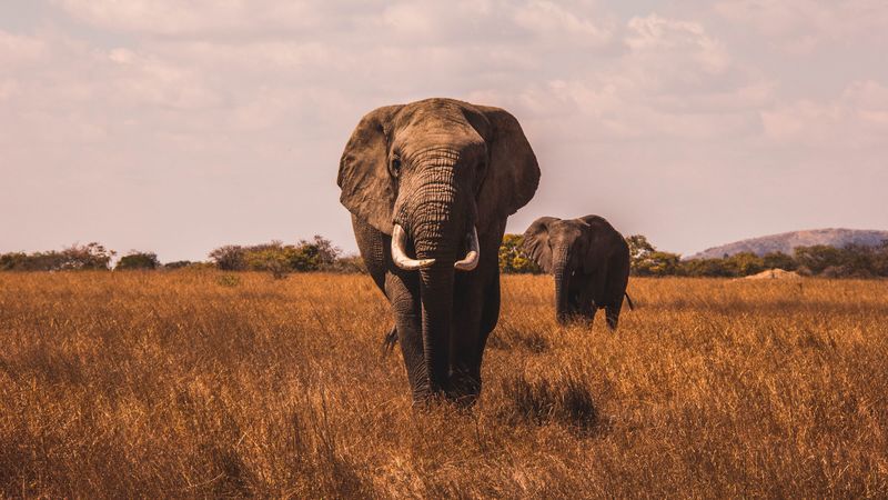 elephants, walk, grass, 4k