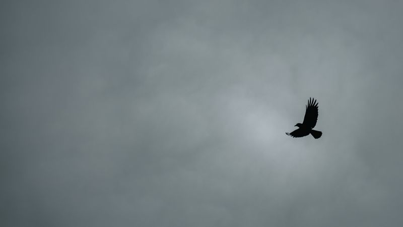 bird, flight, minimalism, bw, 4k