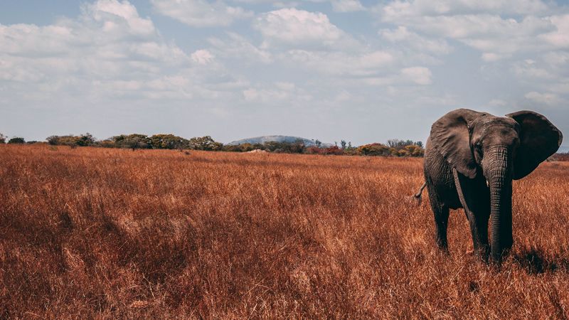 elephant, walk, proboscis, grass, 4k