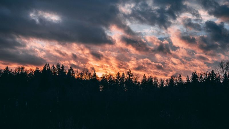 clouds, trees, sky, sunset, 4k