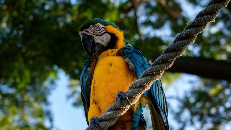 parrot, macaw, bird, rope, sits, 4k
