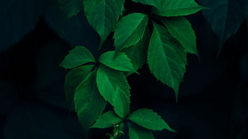 leaves, green, branches, dark background, 4k
