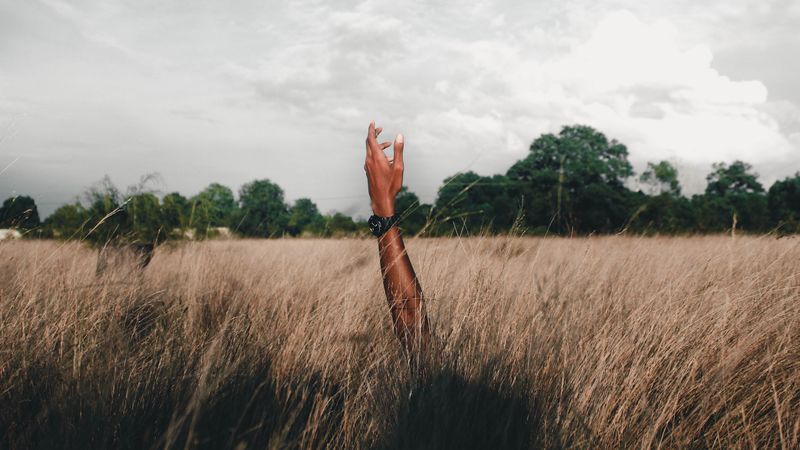 hand, field, grass, clouds, 4k