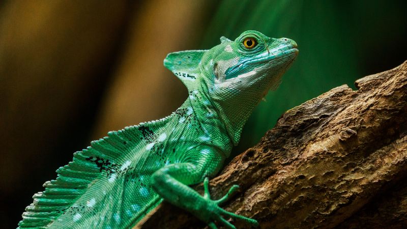 lizard, reptile, color, scales, 4k