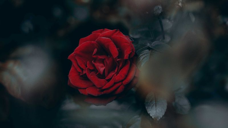 rose, red, blur, bud, 4k