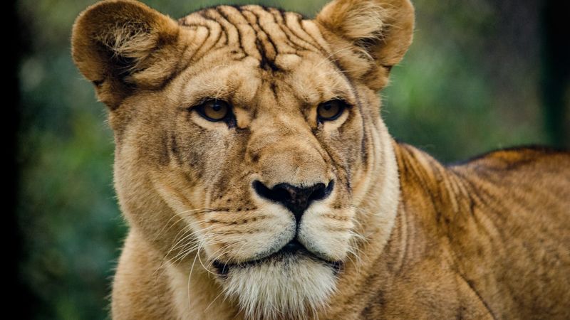 lion, lioness, look, predator, 4k