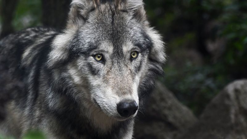wolf, predator, muzzle, look, 4k