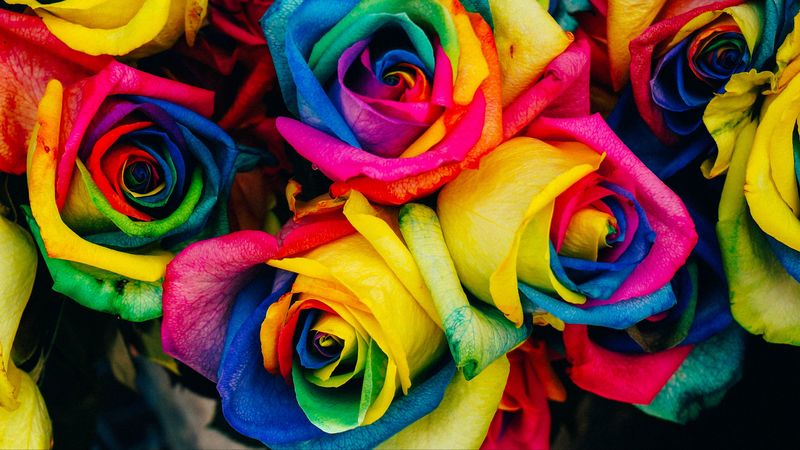 roses, colorful, rainbow, 4k